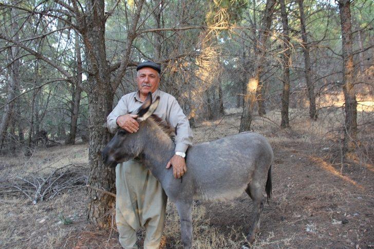 Tekneler ile taşınan eşekler adanın tek sahibi G4
