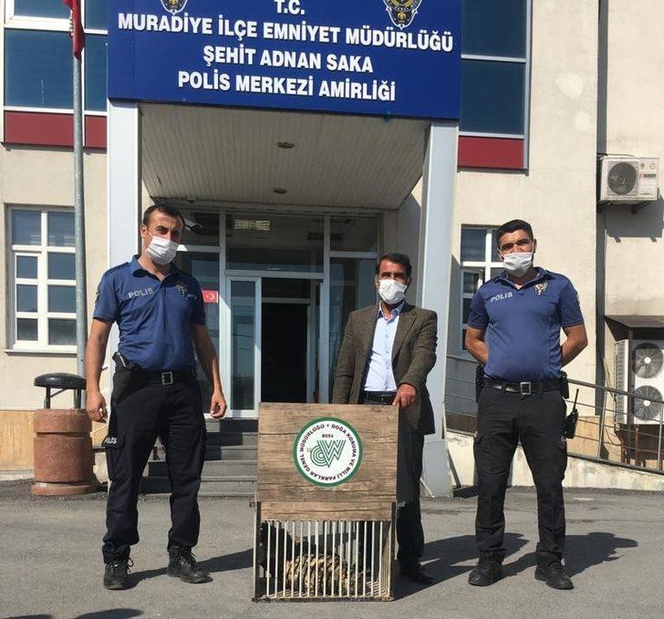 Puhu ve Kaya Güvercini tedavi altına alındı G1