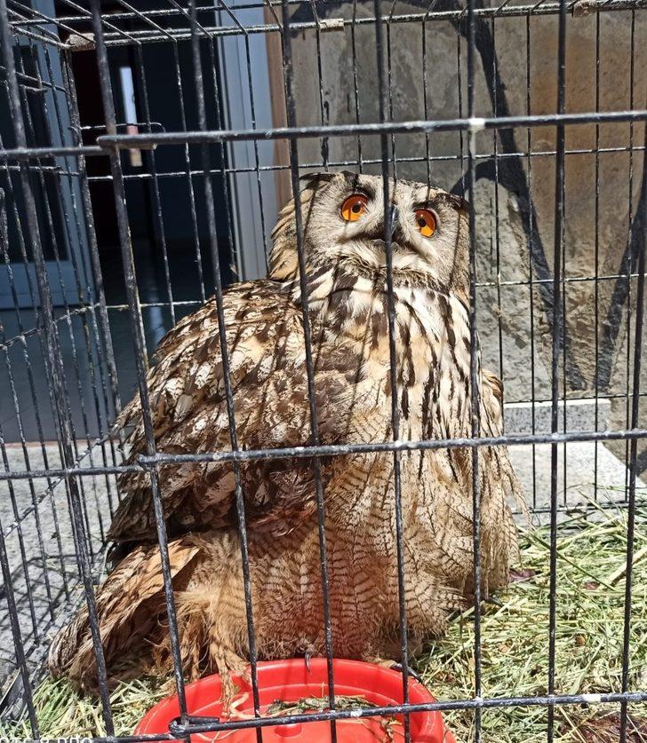 Puhu ve Kaya Güvercini tedavi altına alındı G2