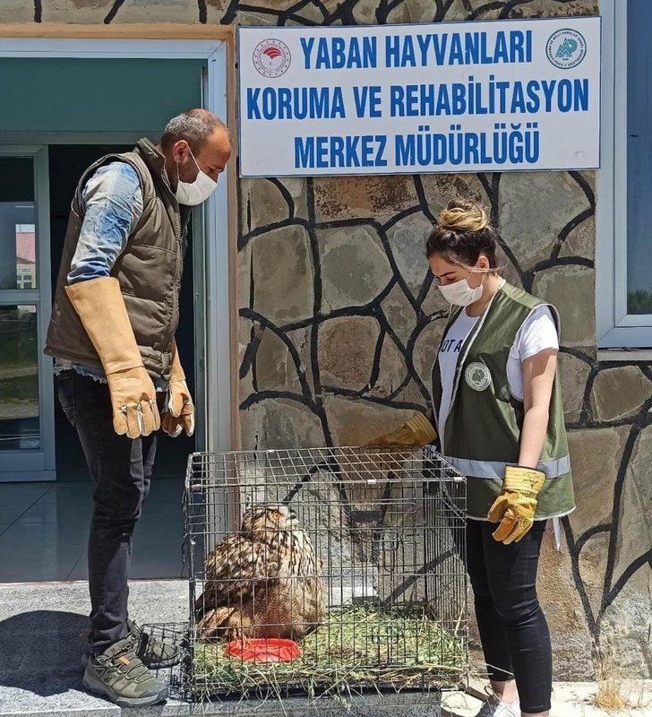 Puhu ve Kaya Güvercini tedavi altına alındı G3