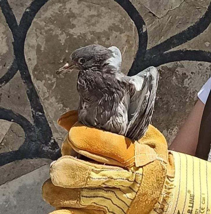 Puhu ve Kaya Güvercini tedavi altına alındı G4