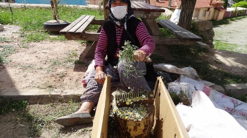 Papatya, köylü kadınların gelir kaynağı oldu