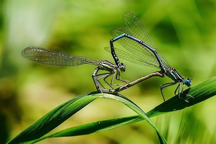 Doğal yaşam böyle görüntülendi! Çiftleşirken kalp olan yusufçukları hiç böyle görmediniz G5