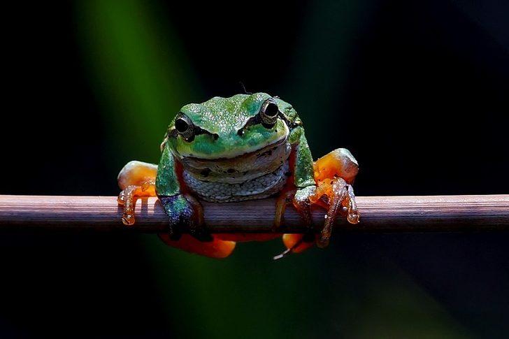 Doğal yaşam böyle görüntülendi! Çiftleşirken kalp olan yusufçukları hiç böyle görmediniz G3