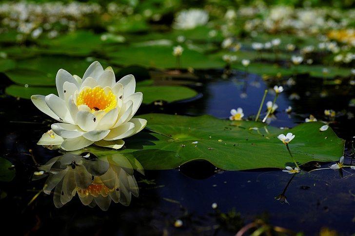 Doğal yaşam böyle görüntülendi! Çiftleşirken kalp olan yusufçukları hiç böyle görmediniz G2