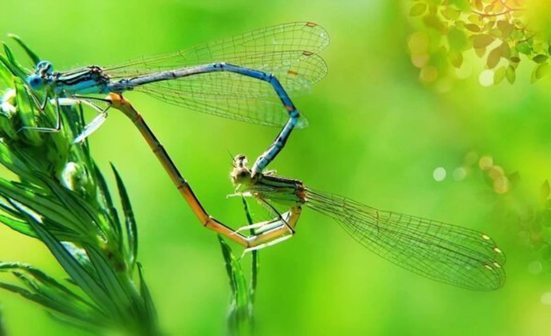Doğal yaşam b&ouml;yle g&ouml;r&uuml;nt&uuml;lendi! &Ccedil;iftleşirken kalp olan yusuf&ccedil;ukları hi&ccedil; b&ouml;yle g&ouml;rmediniz