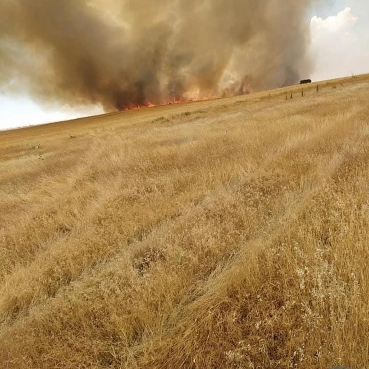 250 d&ouml;n&uuml;ml&uuml;k ekili alan k&uuml;l oldu
