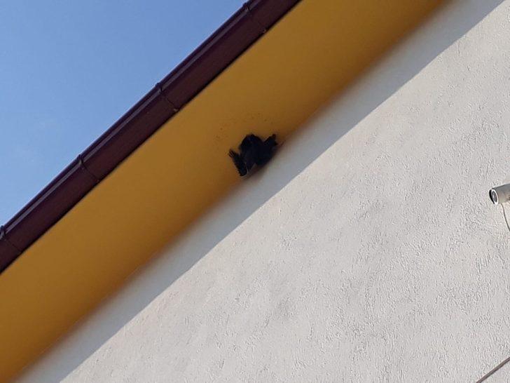 Gelişigüzel atılan cerrahi maske karganın ayağına takıldı G3