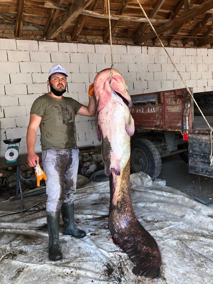 Edirne'de 109 kiloluk yayın balığı yakalandı G1