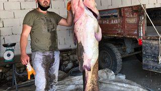 Edirne'de 109 kiloluk yayın balığı yakalandı