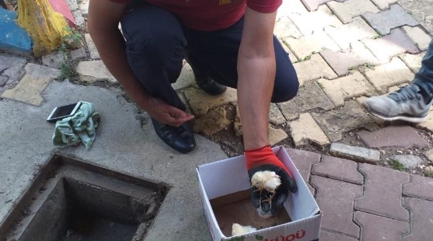 Boru i&ccedil;erisinde sıkışan civciv kurtarıldı