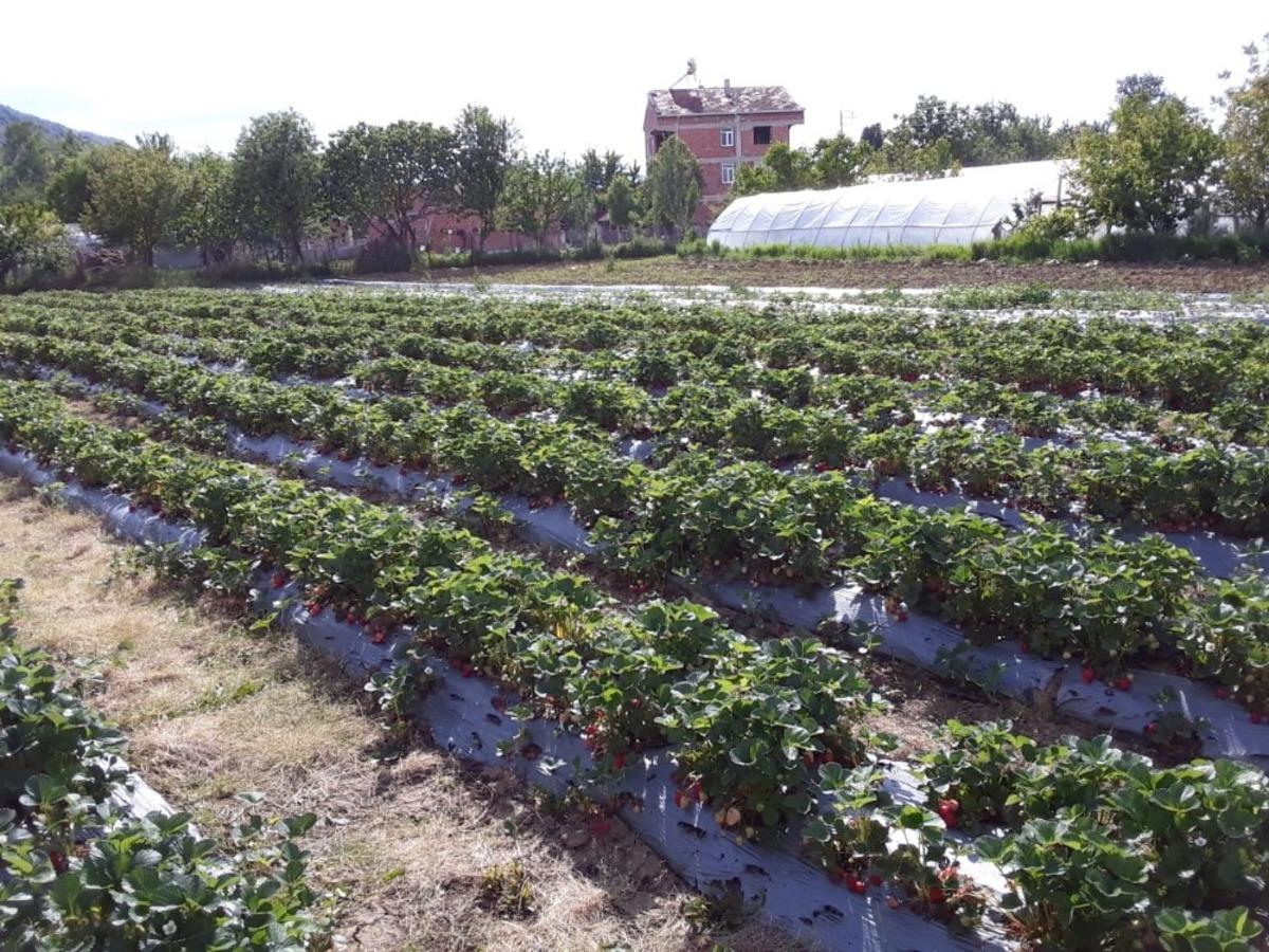 &Ccedil;ilek vatandaşın yeni gelir kapısı olacak