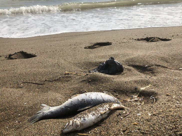 Hatay’da sahile çok sayıda ölü balık vurdu G1