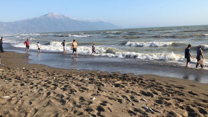 Hatay’da sahile çok sayıda ölü balık vurdu G3