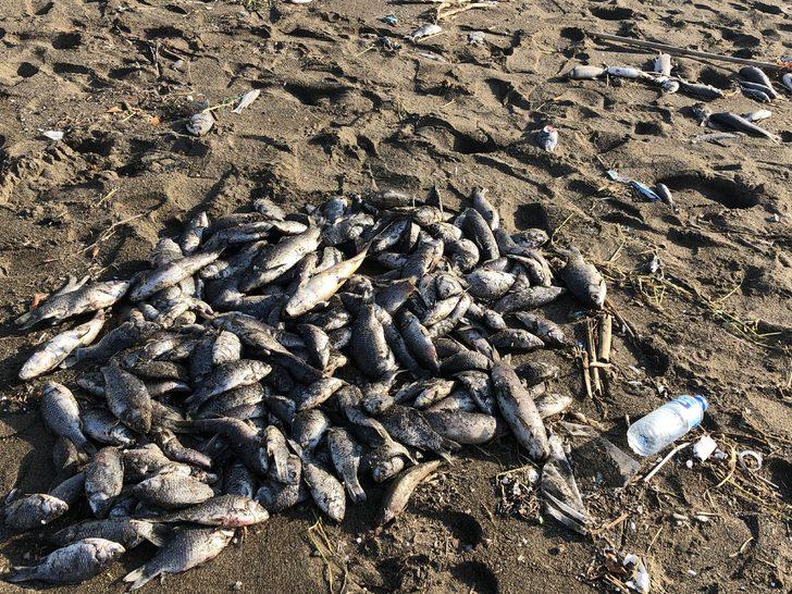 Hatay’da sahile çok sayıda ölü balık vurdu G4