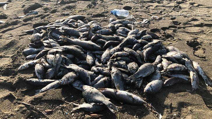 Hatay’da sahile çok sayıda ölü balık vurdu G5