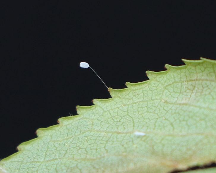 3 bin yılda bir açtığına inanılıyor! 'Udumbara' çiçeği Çanakkale'de görüldü G1