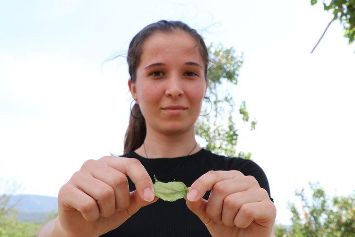 3 bin yılda bir açtığına inanılıyor! 'Udumbara' çiçeği Çanakkale'de görüldü G2