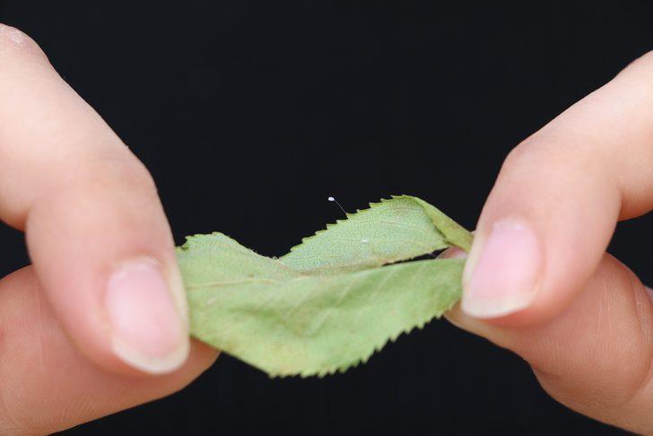 3 bin yılda bir açtığına inanılıyor! 'Udumbara' çiçeği Çanakkale'de görüldü G3