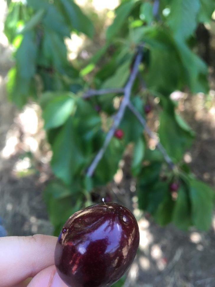 3 bin yılda bir açtığına inanılıyor! 'Udumbara' çiçeği Çanakkale'de görüldü G4