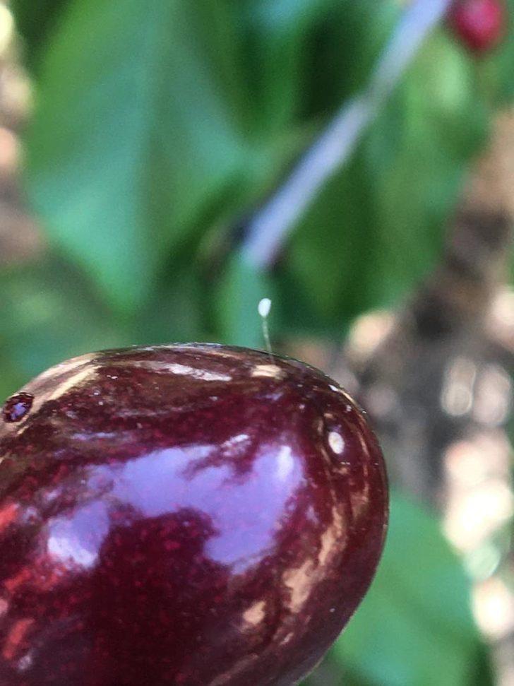 3 bin yılda bir açtığına inanılıyor! 'Udumbara' çiçeği Çanakkale'de görüldü G5