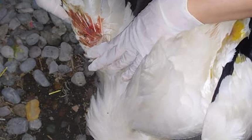 Iğdır&rsquo;da elektrik akımına kapılan leylek tedavi altına alındı