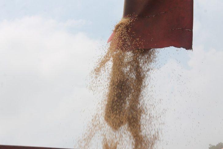 Manyas’ta arpa hasadı başladı G2