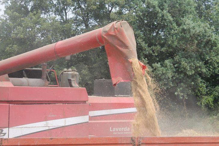 Manyas’ta arpa hasadı başladı G3