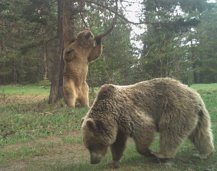 Sarıkamış ormanında ayıların kaşınma anlarını böyle görüntülendi G1