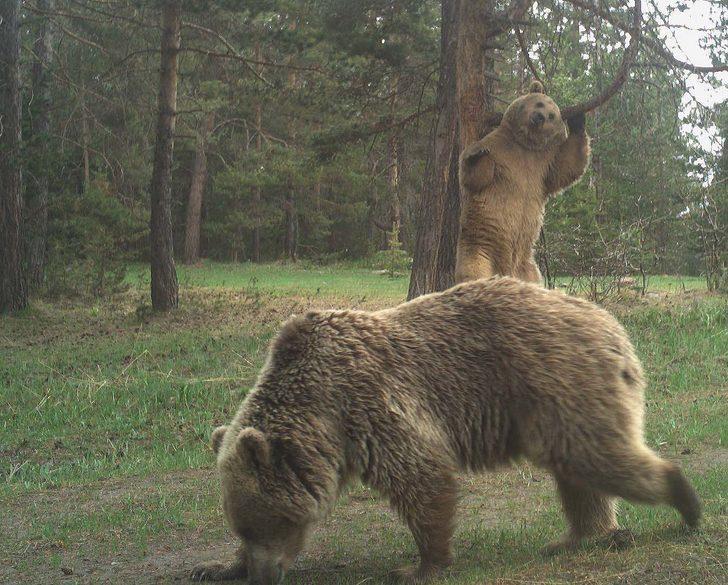 Sarıkamış ormanında ayıların kaşınma anlarını böyle görüntülendi G2