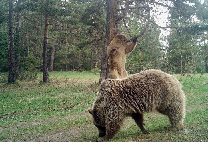 Sarıkamış ormanında ayıların kaşınma anlarını böyle görüntülendi G3