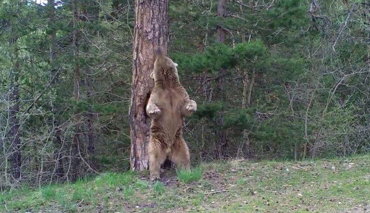 Sarıkamış ormanında ayıların kaşınma anlarını böyle görüntülendi G4
