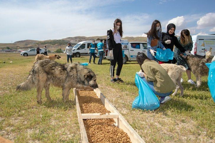 İpekyolu Belediyesi ve Haçiko Derneğinden sokak hayvanlarına mama desteği G2