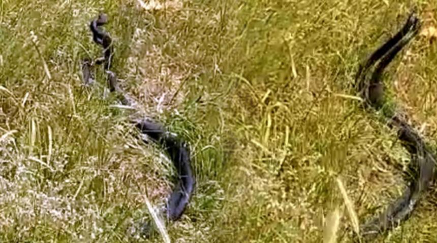 Hakkari'de siyah yılanların dansı görüntülendi