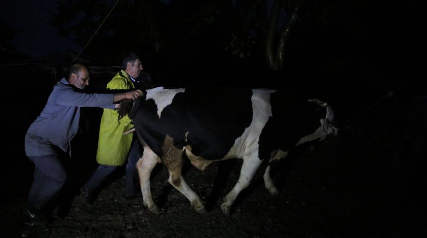 Sel sularının bastığı ahırlardaki hayvanlar boğulmaktan son anda kurtuldu