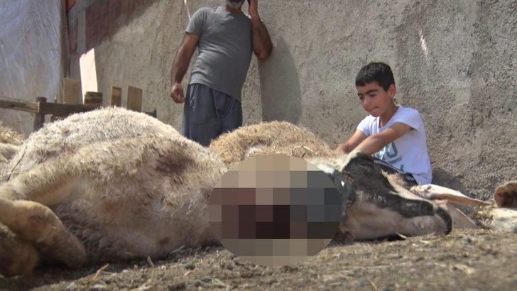Kurtlar ağıla girip 22 koyunu telef etti! Mahalleli tedirgin G1