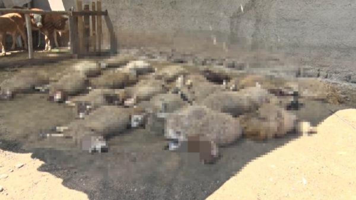 Kurtlar ağıla girip 22 koyunu telef etti! Mahalleli tedirgin