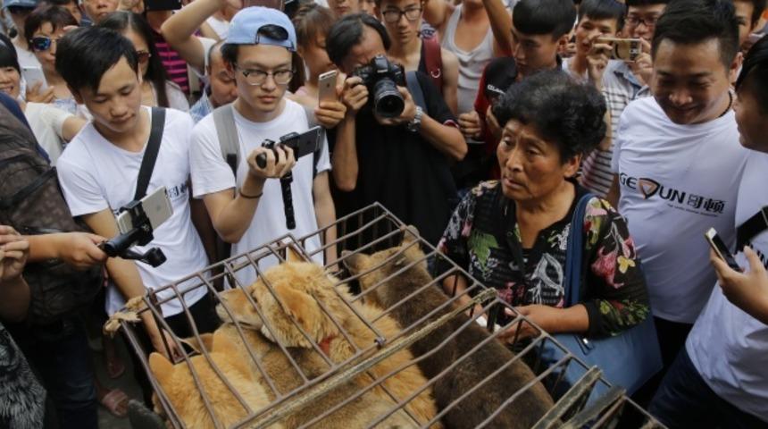 Çin'de tepki çeken köpek eti festivali başladı!