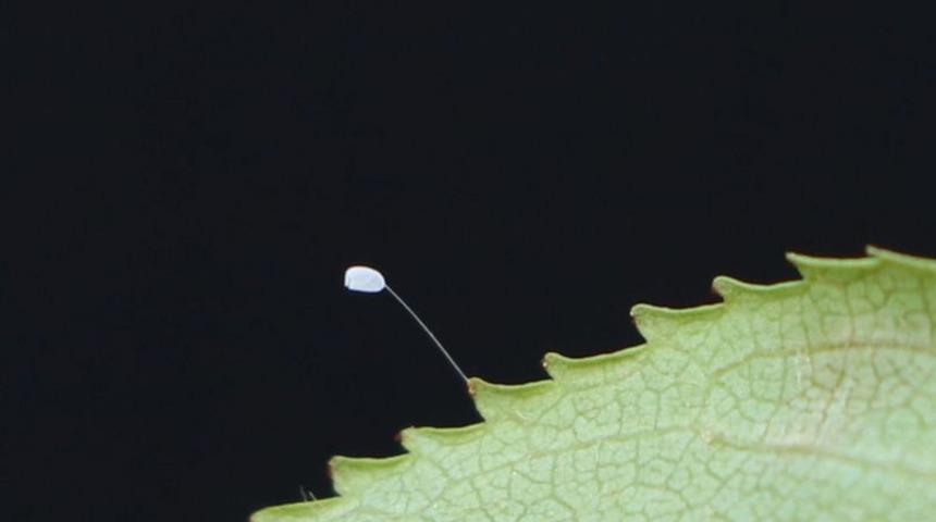 Udumbara &ccedil;i&ccedil;eği nedir? Udumbara &ccedil;i&ccedil;eği efsanesi nedir?