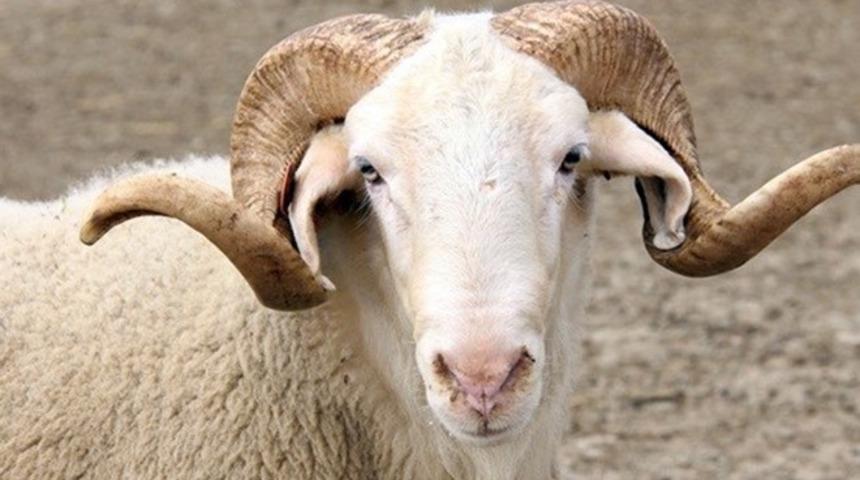 Kurban Bayramı ne zaman? Kurban Bayramı ka&ccedil; g&uuml;n tatil olacak? (Kurban Bayramı tarihi 2020)