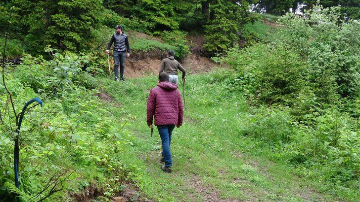 Karadeniz’de popülasyonu artan ayılar korkutuyor G5