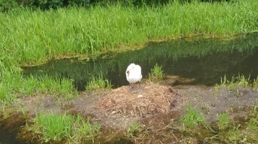 Yuvası ve yumurtaları dağıtılan kuğu &uuml;z&uuml;nt&uuml;den &ouml;ld&uuml;