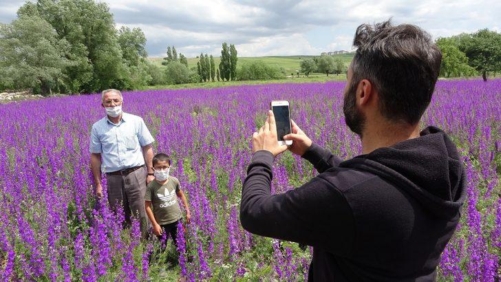 Sivas'ta mor çiçekler açtı! Fotoğraf çektirmek için akın ettiler G1