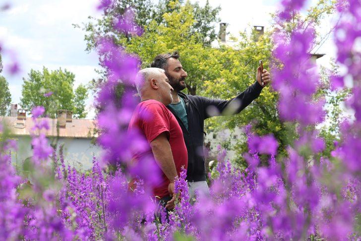 Sivas'ta mor çiçekler açtı! Fotoğraf çektirmek için akın ettiler G2