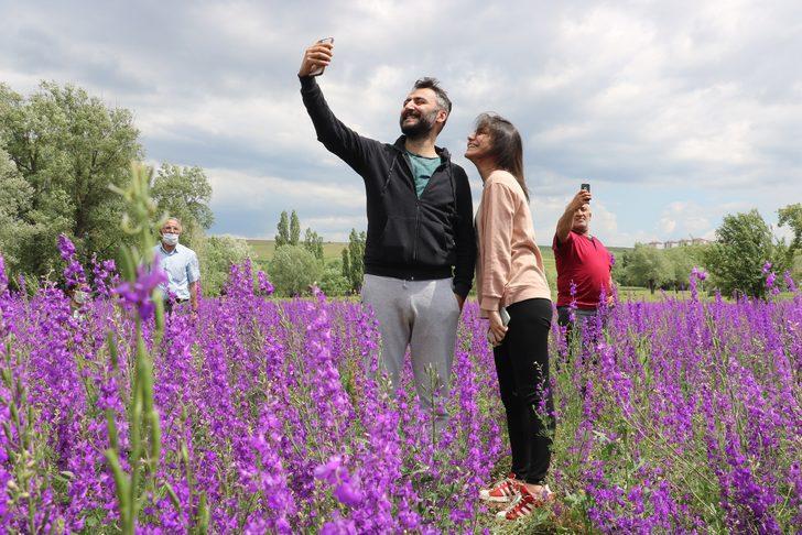Sivas'ta mor çiçekler açtı! Fotoğraf çektirmek için akın ettiler G3