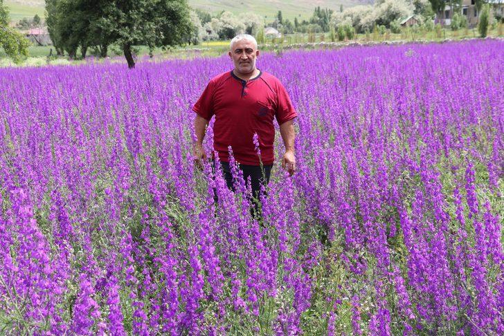 Sivas'ta mor çiçekler açtı! Fotoğraf çektirmek için akın ettiler G5