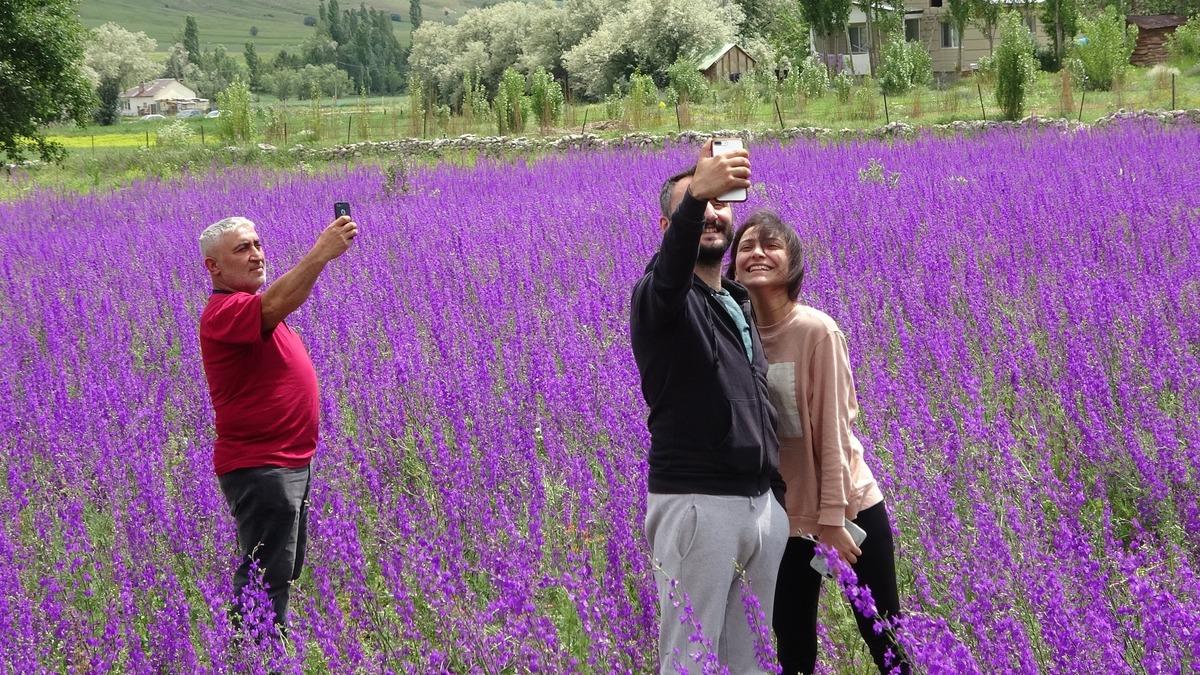 Sivas'ta mor &ccedil;i&ccedil;ekler a&ccedil;tı! Fotoğraf &ccedil;ektirmek i&ccedil;in akın ettiler