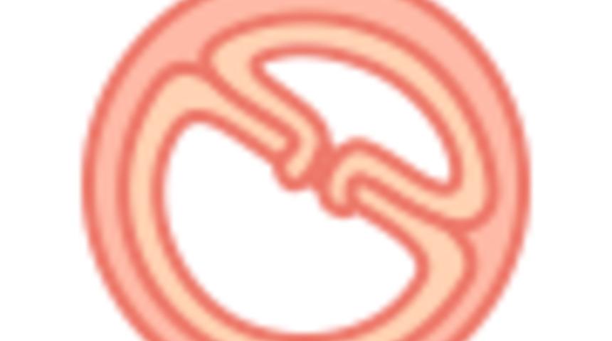 Hamilelikte 14. Hafta : 14 Haftalık Gebelik Gelişimi