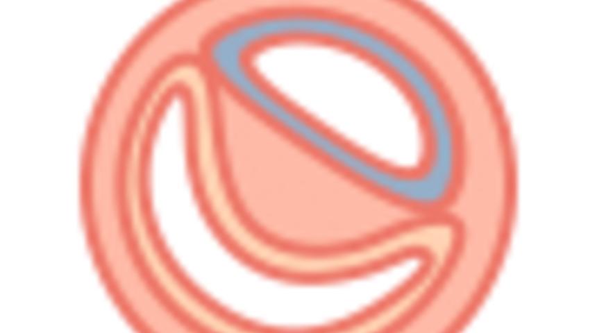 Hamilelikte 15. Hafta : 15 Haftalık Gebelik Gelişimi