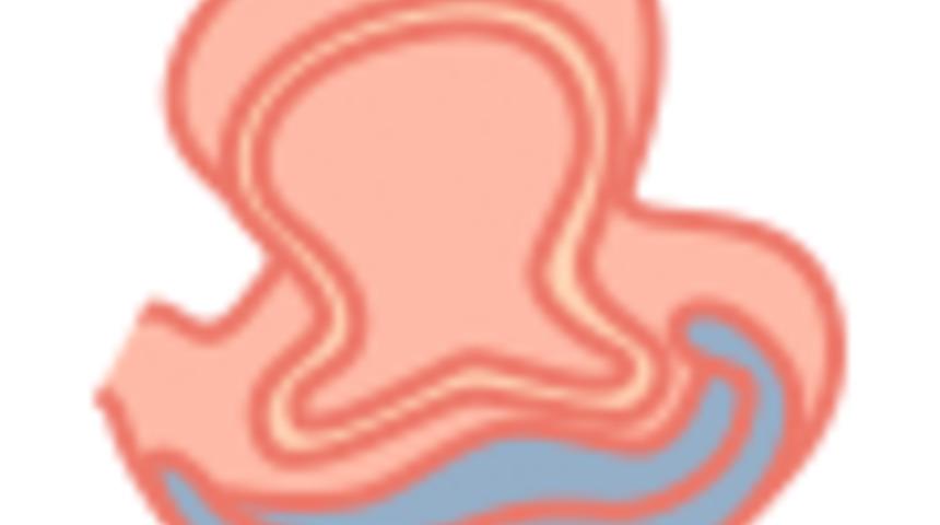 Hamilelikte 19. Hafta : 19 Haftalık Gebelik Gelişimi